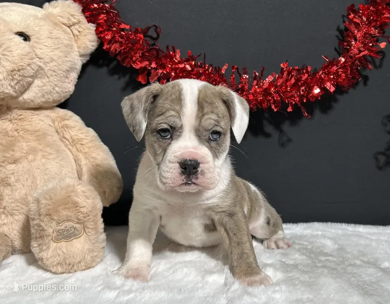 Lola – English Bulldog, Beagle puppy for sale in Plainville, IN