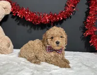 Cassie, a female Poodle - Toy  for sale in Plainville, IN – Photo 2 of 4