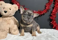 Brutus, a male French Bulldog for sale in Plainville, IN – Photo 4 of 7