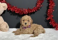 Cassie, a female Poodle - Toy  for sale in Plainville, IN – Photo 3 of 4