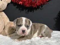 Lola, a female English Bulldog and Beagle for sale in Plainville, IN – Photo 3 of 5