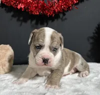 Lola, a female English Bulldog and Beagle for sale in Plainville, IN – Photo 1 of 5
