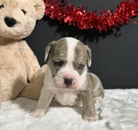 Lola, a female English Bulldog and Beagle for sale in Plainville, IN – Photo 2 of 5