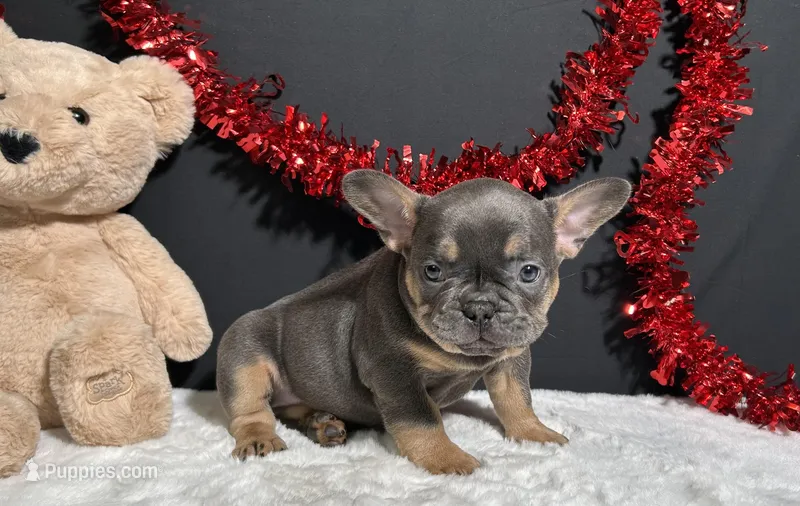 Brutus, a male French Bulldog for sale in Plainville, IN – Photo 1 of 7