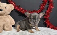 Brutus, a male French Bulldog for sale in Plainville, IN – Photo 1 of 7