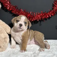 Tammy, a female English Bulldog and Beagle for sale in Plainville, IN – Photo 6 of 6