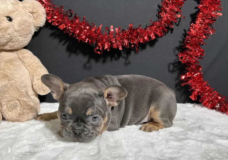 Brutus – French Bulldog puppy for sale in Plainville, IN