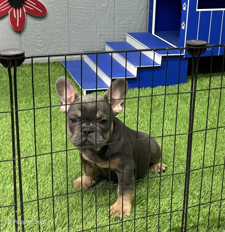 Brutus – French Bulldog puppy for sale in Plainville, IN