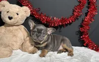 Brutus, a male French Bulldog for sale in Plainville, IN – Photo 5 of 7