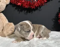 Lola, a female English Bulldog and Beagle for sale in Plainville, IN – Photo 4 of 5