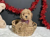 Cassie, a female Poodle - Toy  for sale in Plainville, IN – Photo 4 of 4