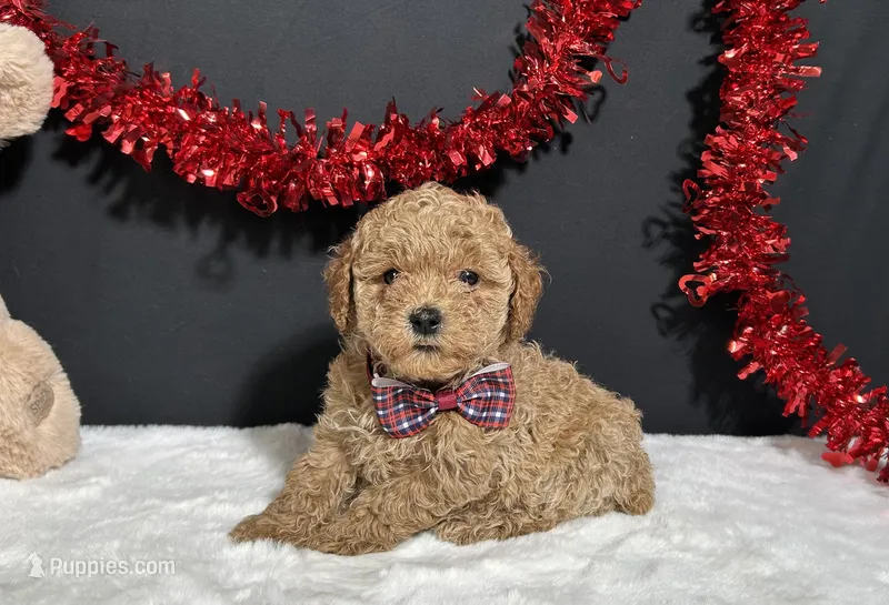 Cassie – Poodle - Toy  puppy for sale in Plainville, IN