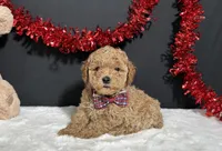 Cassie, a female Poodle - Toy  for sale in Plainville, IN – Photo 1 of 4