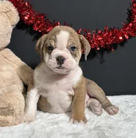Tammy, a female English Bulldog and Beagle for sale in Plainville, IN – Photo 1 of 6