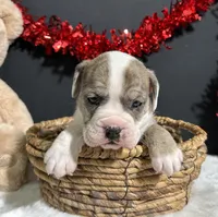 Lola, a female English Bulldog and Beagle for sale in Plainville, IN – Photo 5 of 5