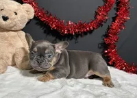Brutus, a male French Bulldog for sale in Plainville, IN – Photo 3 of 7