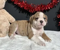 Tammy, a female English Bulldog and Beagle for sale in Plainville, IN – Photo 5 of 6