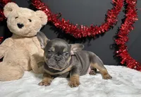 Brutus, a male French Bulldog for sale in Plainville, IN – Photo 7 of 7