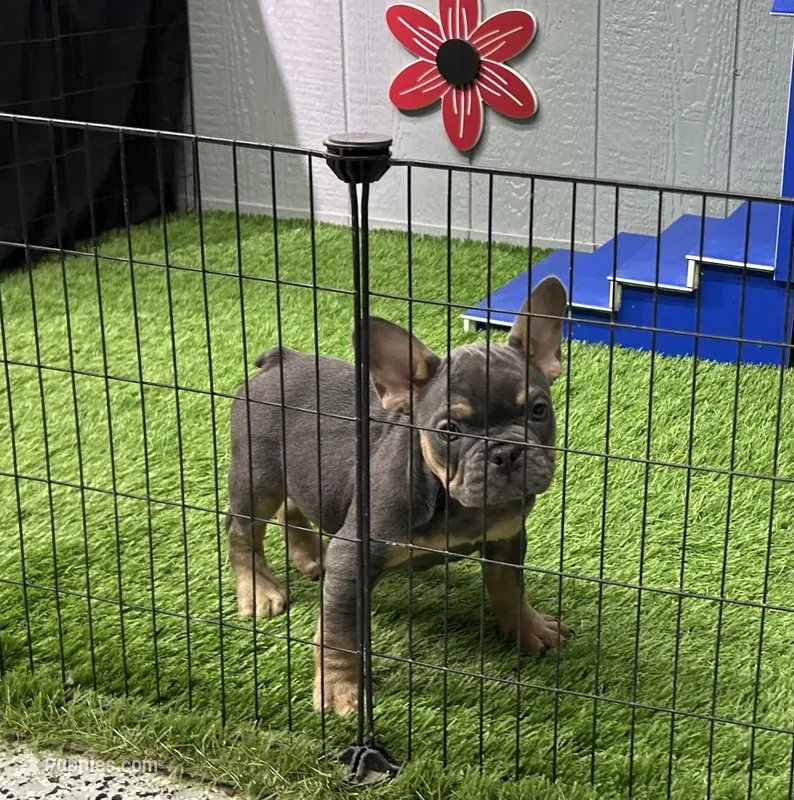 Brutus – French Bulldog puppy for sale in Plainville, IN
