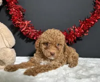 Sassy, a female Poodle - Toy  for sale in Plainville, IN – 6 of 6
