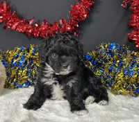 Millie, a female Maltipoo for sale in Plainville, IN – 4 of 7