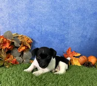 Laney, a female Rat Terrier for sale in Plainville, IN – 3 of 5