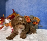 Flash, a male Poodle - Miniature  for sale in Plainville, IN – 3 of 7