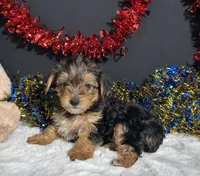 Rosie, a female Yorkipoo for sale in Plainville, IN – 3 of 8
