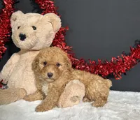 Emery, a male Poodle - Toy  for sale in Plainville, IN – 6 of 7