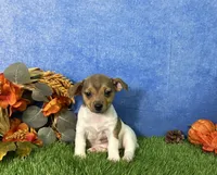 Sage, a female Rat Terrier for sale in Plainville, IN – 5 of 5