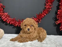 Lucy, a female Poodle - Toy  for sale in Plainville, IN – 3 of 8