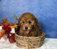 Dash, a male Poodle - Miniature  for sale in Plainville, IN – 10 of 10