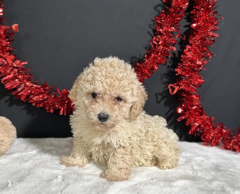 Bailey – Poodle - Miniature  puppy for sale in Plainville, IN