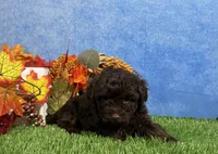 Tulip, a female Yorkipoo for sale in Plainville, IN – 6 of 8