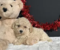 Bailey, a female Poodle - Miniature  for sale in Plainville, IN – 5 of 5