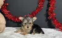 Tootsie, a female Morkie for sale in Plainville, IN – 4 of 9