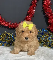 Shayla, a female Poodle - Miniature  for sale in Plainville, IN – 3 of 6