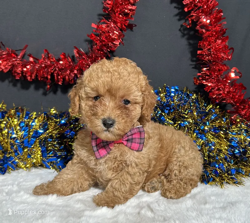 Layla – Poodle - Toy  puppy for sale in Plainville, IN