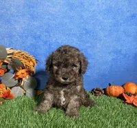 Atlas, a male Poodle - Miniature  for sale in Plainville, IN – 3 of 7