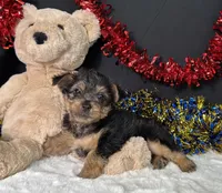 Sierra, a female Rat Terrier and Yorkshire Terrier for sale in Plainville, IN – 5 of 6