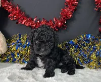 Diva, a female Maltipoo for sale in Plainville, IN – 8 of 8