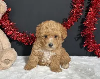 Andrea, a female Poodle - Toy  for sale in Plainville, IN – 7 of 7