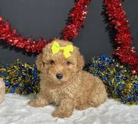 Shayla, a female Poodle - Miniature  for sale in Plainville, IN – 4 of 6
