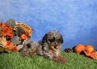 Sophie , a female Poodle - Toy  for sale in Plainville, IN – 4 of 9