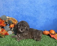 Atlas, a male Poodle - Miniature  for sale in Plainville, IN – 6 of 7
