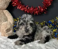 Ricky, a male Poodle - Miniature  for sale in Plainville, IN – 1 of 5