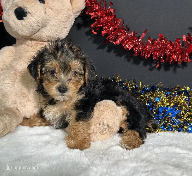 Rosie – Yorkipoo puppy for sale in Plainville, IN