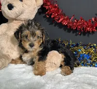 Rosie, a female Yorkipoo for sale in Plainville, IN – 4 of 8