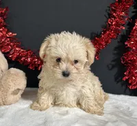 Charles, a male Morkie for sale in Plainville, IN – 2 of 7