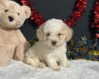 Biscuit, a male Poodle - Miniature  for sale in Plainville, IN – 3 of 5